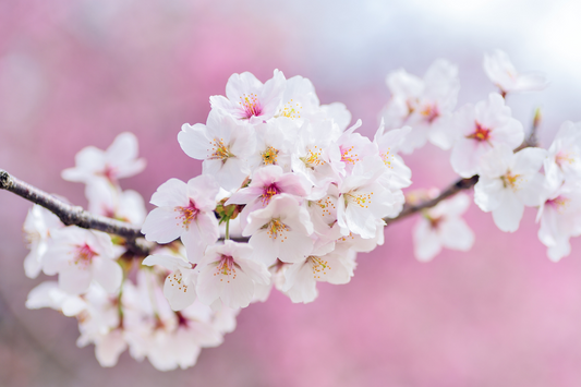 Ngắm hoa anh đào Nhật Bản 🌸