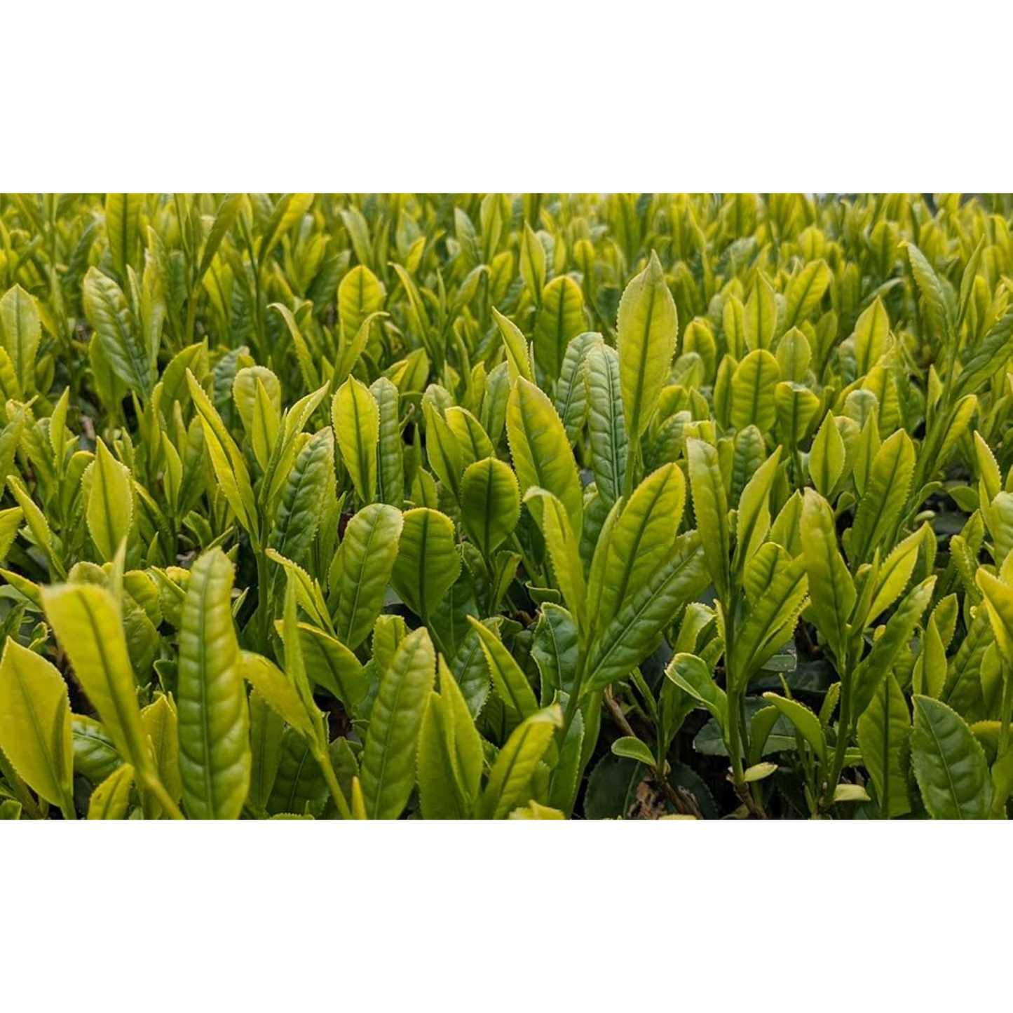 Trà xanh hữu cơ nguyên chất Organic Sencha 50g từ vùng trồng trà Kakegawa, Shizuoka, Nhật Bản với hương vị tự nhiên từ công ty Otsuka Green Tea Co., Ltd